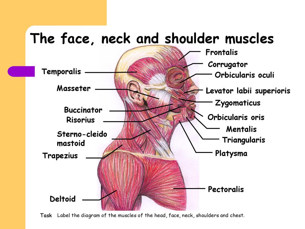 Head and 2025 shoulders muscle diagram